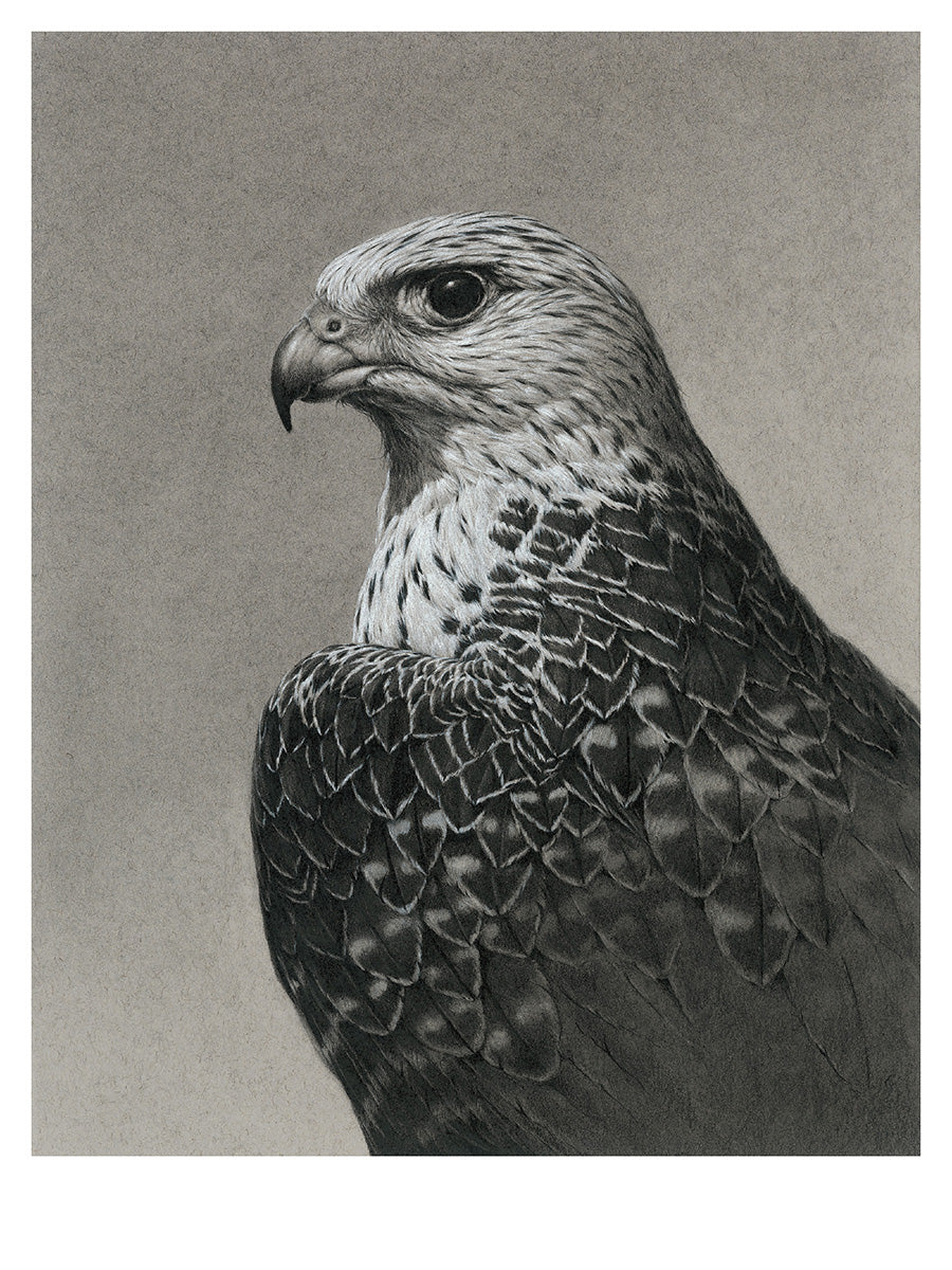 Gyrfalcon