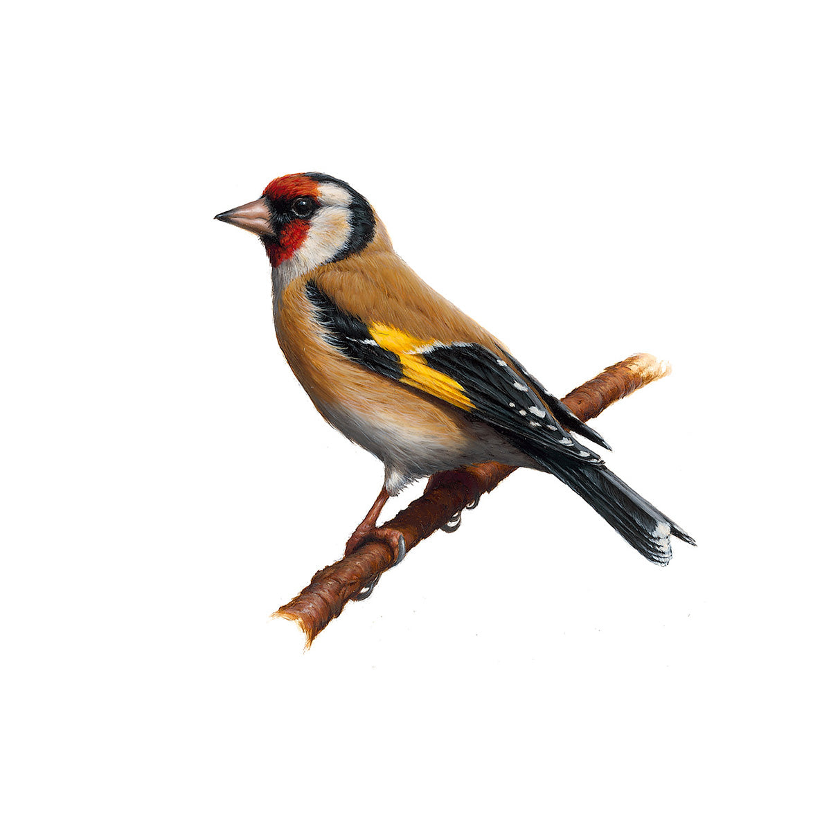 Goldfinch