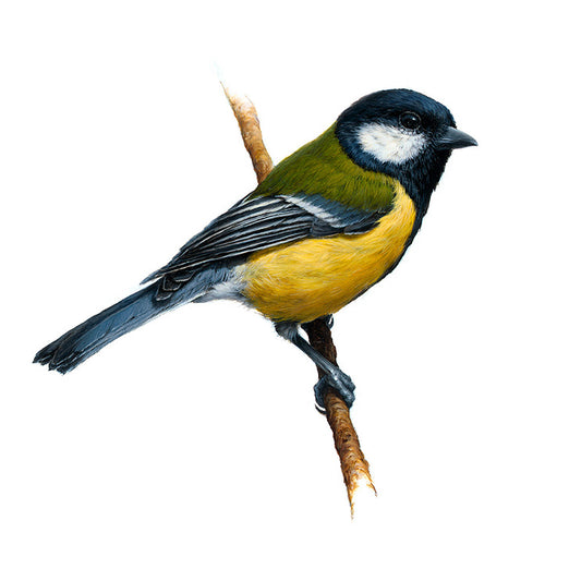 Great Tit