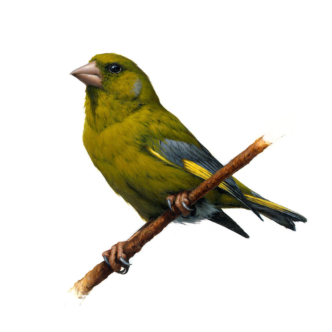 Greenfinch