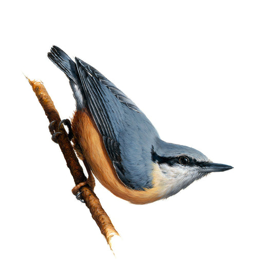 Nuthatch