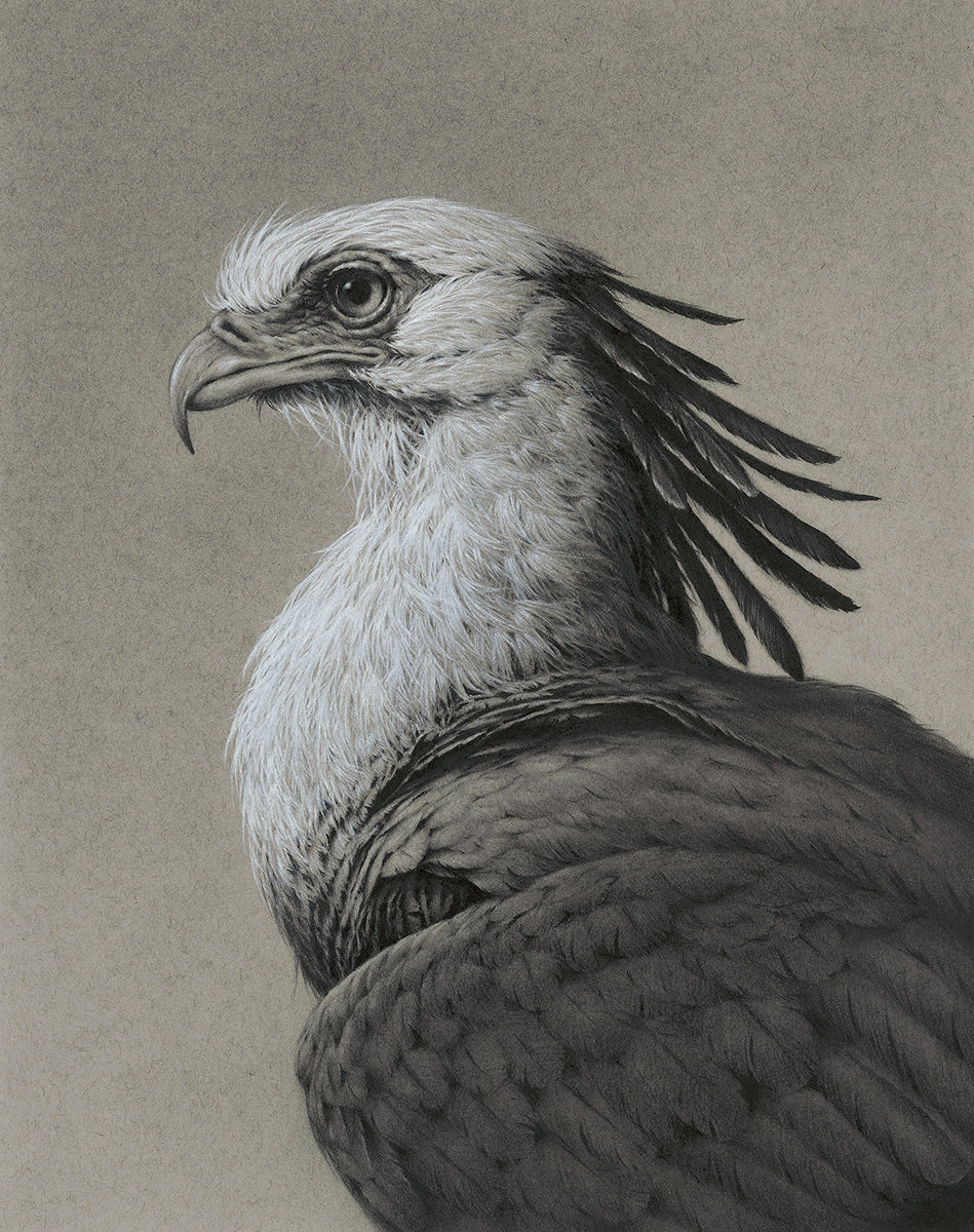 Secretary Bird