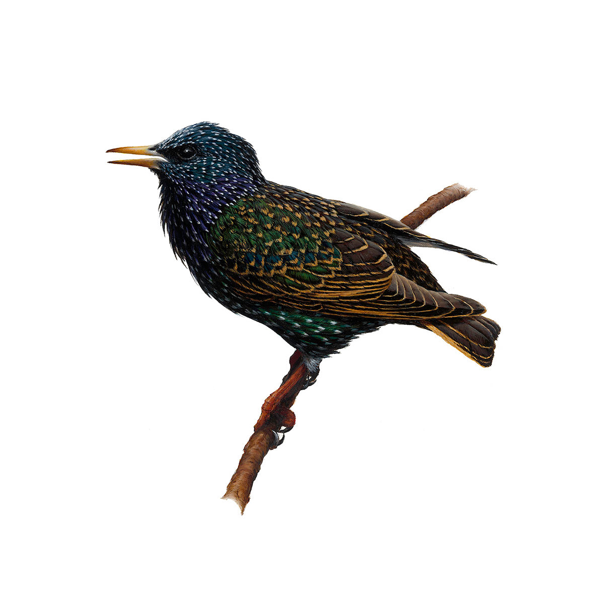 Starling