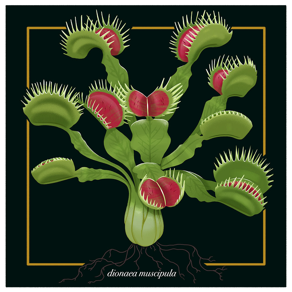 Dionaea Muscipula